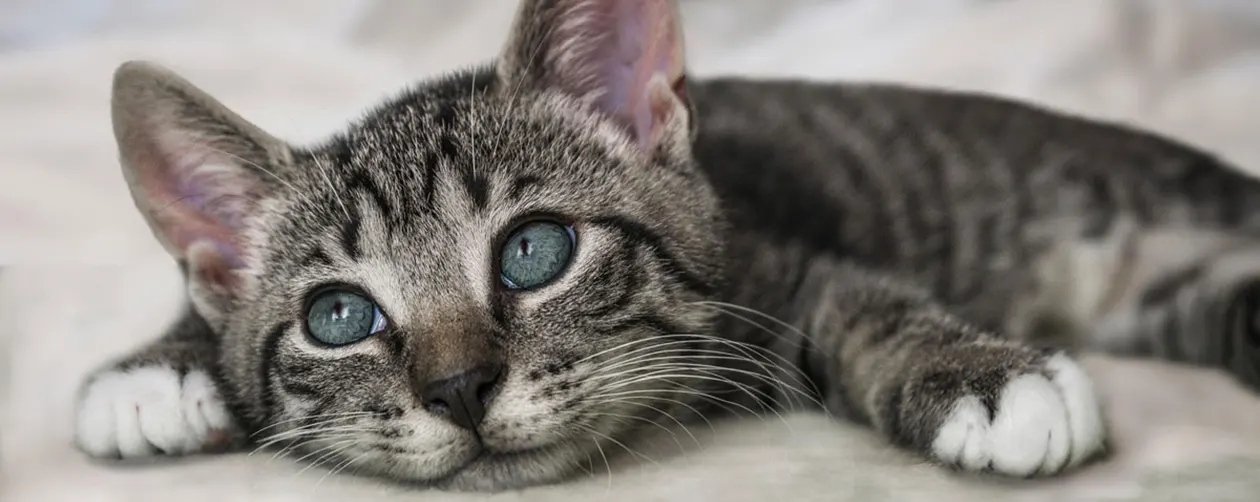 Animal Rescue Animal - Cat