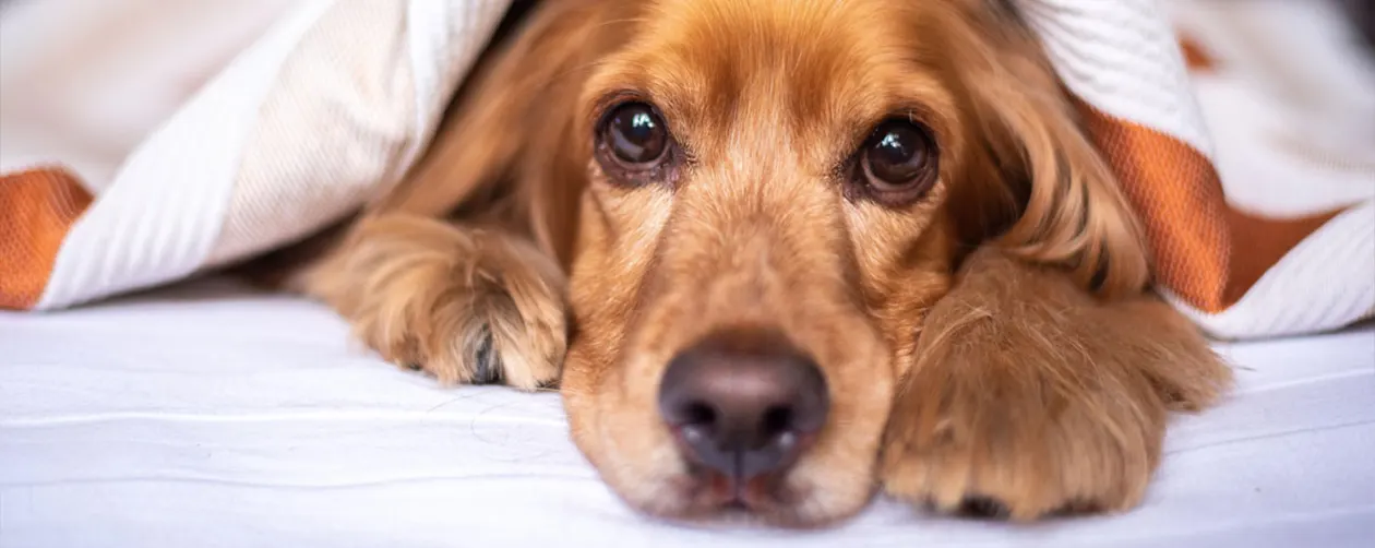 Animal Rescue Animal - Dog