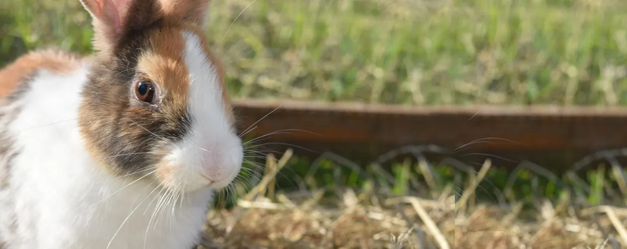 Animal Rescue Animal - Rabbit